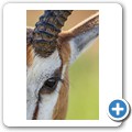 Springbock