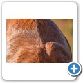 Springbock