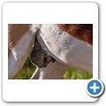 Springbock