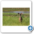 Kudu