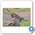 Kudu