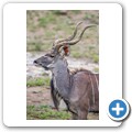 Kudu