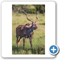 Kudu
