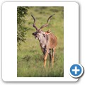 Kudu