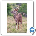 Kudu mit Madenhackern