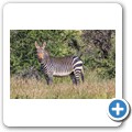 Kap-Bergzebra