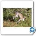 Gr&uuml;ne Meerkatze