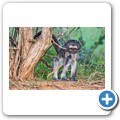 Gr&uuml;ne Meerkatze