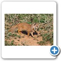 Fuchsmanguste