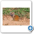 Fuchsmanguste