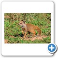 Fuchsmanguste