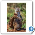Borstenh&ouml;rnchen