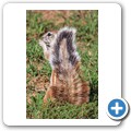 Borstenh&ouml;rnchen