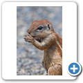 Borstenh&ouml;rnchen