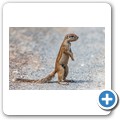 Borstenh&ouml;rnchen