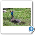 Perlhuhn
