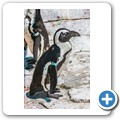 Southern African Foundation for the Conservation of Coastal Birds (SANCCOB)