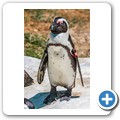 Southern African Foundation for the Conservation of Coastal Birds (SANCCOB)
