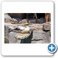 Southern African Foundation for the Conservation of Coastal Birds (SANCCOB)