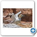 Southern African Foundation for the Conservation of Coastal Birds (SANCCOB)