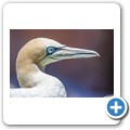 Southern African Foundation for the Conservation of Coastal Birds (SANCCOB)
