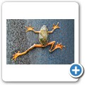 marmorierter Schilffrosch