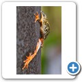 marmorierter Schilffrosch