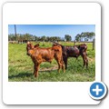 Oakhurst Farm