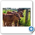 Oakhurst Farm