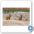 Fuchsmanguste