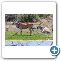 Elenantilope