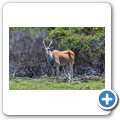 Elenantilope
