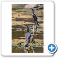 Kormoran + Schlangenhalsvogel