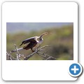 Schlangenhalsvogel