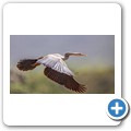 Schlangenhalsvogel