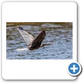 Schlangenhalsvogel