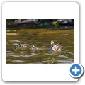 Nilgans