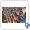 Wildbienen