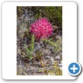 De Hoop Nature Reserve