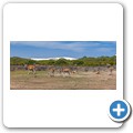 Elenantilope
