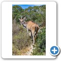 Elenantilope