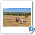 Elenantilope