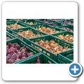 Bio-Bauernhof "Gro&szlig;holz"