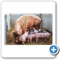 Bio-Bauernhof "Gro&szlig;holz"