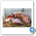 Bio-Bauernhof "Gro&szlig;holz"