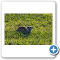 Erdm&auml;nnchen