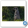 Erdm&auml;nnchen