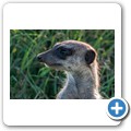Erdm&auml;nnchen