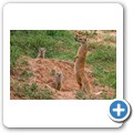 Fuchsmanguste