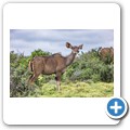 Kudu